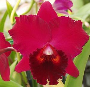 Rhyncholaeliocattleya Oconee Circle