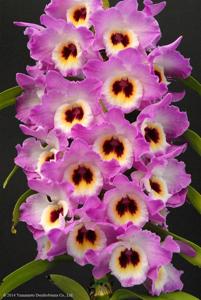 Dendrobium Brilliant Smile