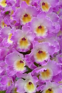 Dendrobium Brilliant Smile