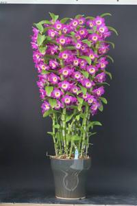 Dendrobium Victory Road