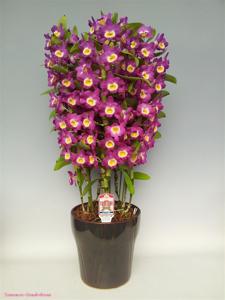 Dendrobium Pink Kiss