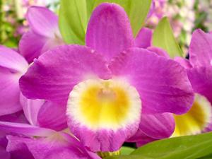 Dendrobium Pink Kiss