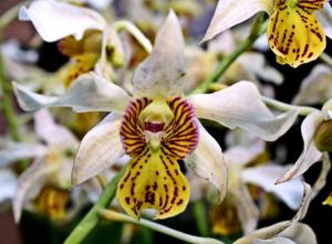 Dendrobium Neifert's Mcroy