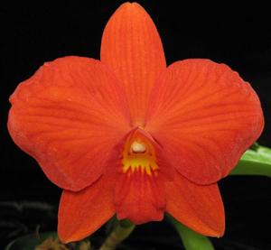 Cattleya Red Chili