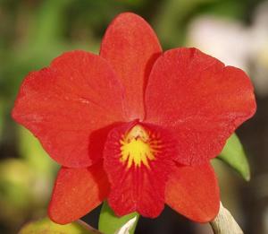 Cattleya Red Chili