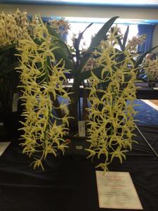 Dendrobium Golden Moon