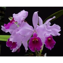 Cattleya Semontiana