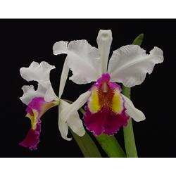 Cattleya Semontiana