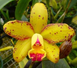 Rhyncholaeliocattleya SunCoast Sunspots