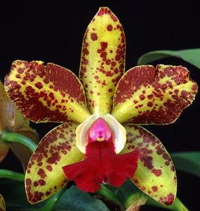 Rhyncholaeliocattleya SunCoast Sunspots