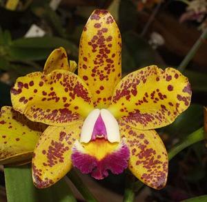 Rhyncholaeliocattleya SunCoast Sunspots