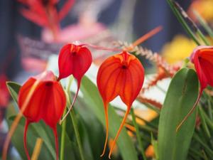 Masdevallia John Tomaschke