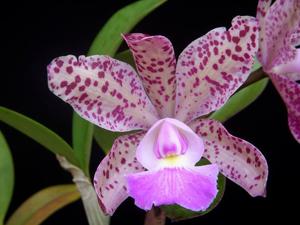 Cattleya Summer Spot