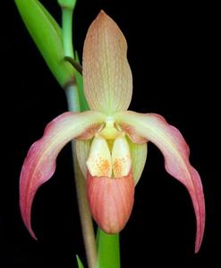 Phragmipedium Nicholle Tower