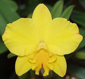 Rhyncattleanthe Pure Love