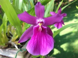 Miltonia Honolulu Ruby