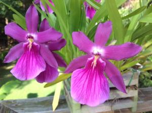 Miltonia Honolulu Ruby