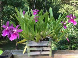 Miltonia Honolulu Ruby