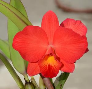 Cattleya Richard Stone