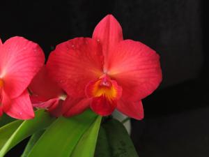 Cattleya Richard Stone