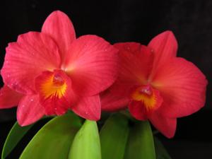 Cattleya Richard Stone