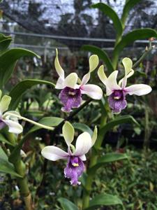 Dendrobium Edfrans Charming