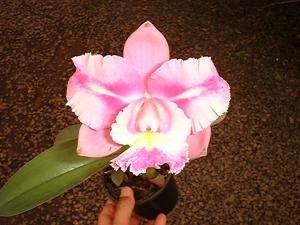 Rhyncholaeliocattleya Amazon Orchids