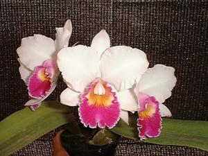 Cattleya Amazon Pink Parrot