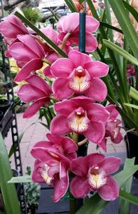 Cymbidium Valley Olympic