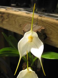 Masdevallia Memoria Horrie Foster-Johnson