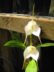 Masdevallia Memoria Horrie Foster-Johnson