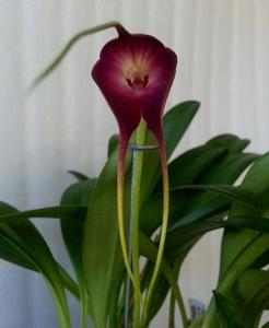 Masdevallia Rein Sun