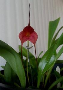 Masdevallia Rein Sun