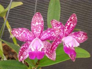 Cattleya Hsinying Cognac