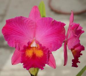 Rhyncholaeliocattleya Dream Circle