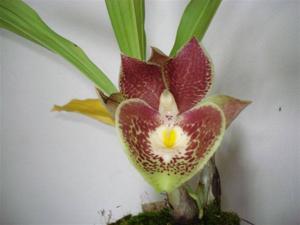 Catasetum John C. Burchett