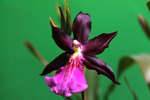 Miltonia peetersiana