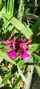 Miltonia peetersiana
