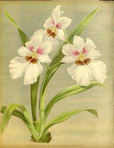 Miltoniopsis bleui