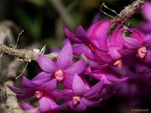 Dendrobium Pink Glow