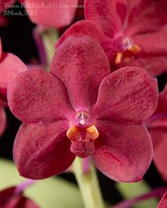 Vandachostylis Roll on Red