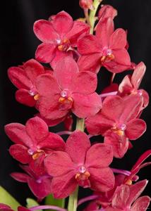 Vandachostylis Roll on Red