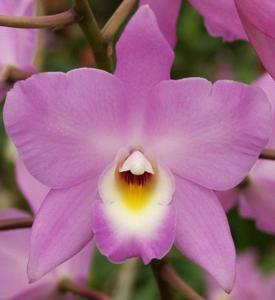 Laeliocatarthron Pink Fantasy