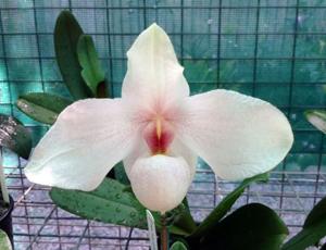 Paphiopedilum In-Charm Handel