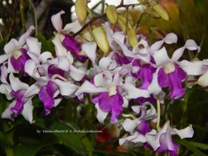 Dendrobium Memoria Lillian Yamada