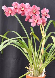 Cymbidium Lunar Blaze