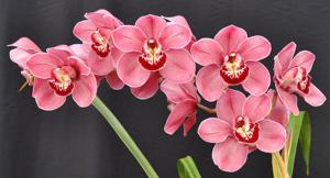 Cymbidium Lunar Blaze