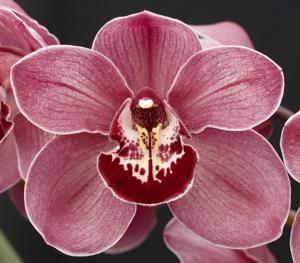 Cymbidium Lunar Blaze