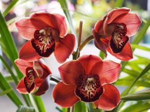 Cymbidium Bill Guest