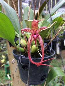 Bulbophyllum Meen Garuda